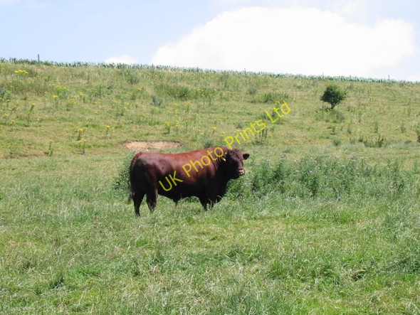 Photo 6"x4" Grazing land at Uploders Uploders c2005