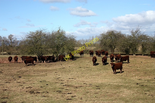 Photo 6"x4" How now, brown cow Naunton\/SO8739 c2010