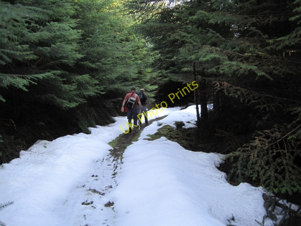 Photo 6"x4" Forest Track below Pithouse Crags Pithouse Crags c2010