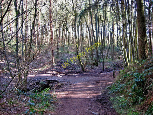 Photo 6"x4" Footpath junction, Eymore Wood Holbeache c2010