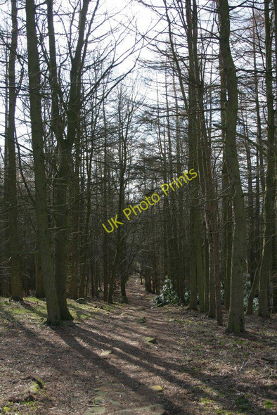 Photo 6"x4" Riffa Wood Newby\/SE2647 c2010
