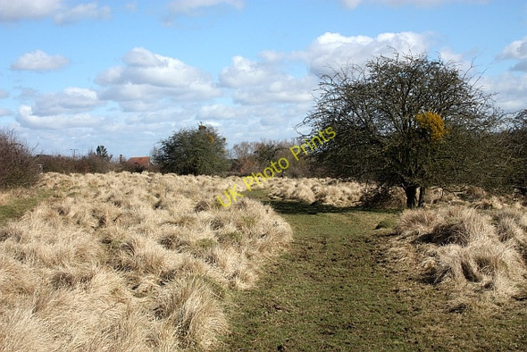 Photo 6"x4" Mistletoe on Brockeridge Common Stratford\/SO8838 c2010