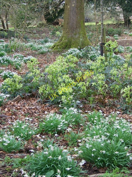 Photo 6"x4" Green Hellebore (Helleborus viridis), Damerham Damerham c2010