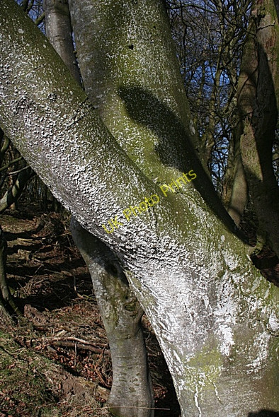 Photo 6"x4" What is this? (1) Clola c2010