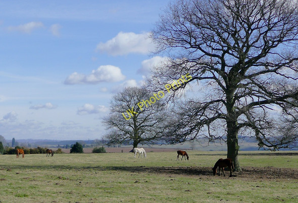 Photo 6"x4" Grazing near Blakeshall, Worcestershire Drakelow c2010