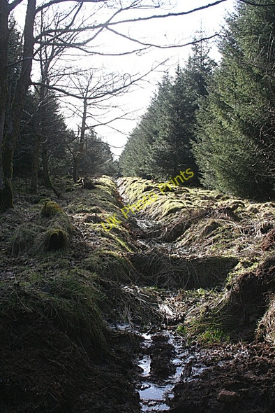 Photo 6"x4" Forest Drain Clola c2010
