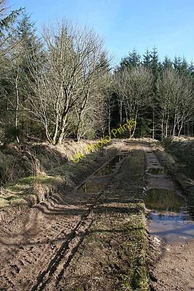 Photo 6"x4" Muddy Track Nether Kinmundy c2010