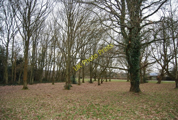 Photo 6"x4" Woodland at the junction of Free Heath Rd and Furnace Lane Hook Green\/TQ6535 c2010