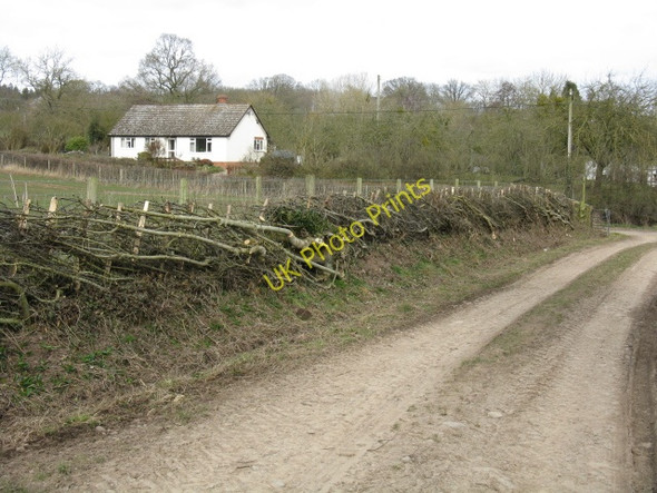 Photo 6"x4" Hedge Maintenance, Lucton Lucton c2010