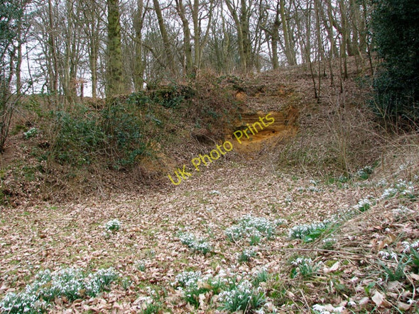 Photo 6"x4" Snowdrops in the Bramerton Pits Bramerton c2010