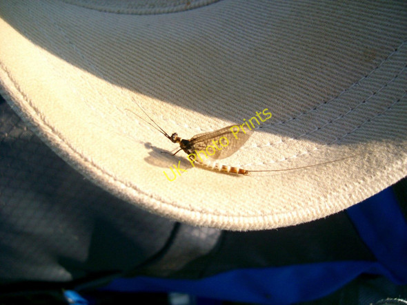 Photo 6"x4" Loch Awe, adult mayfly (Ephemera danica) Loch Awe\/NC2415 c2009