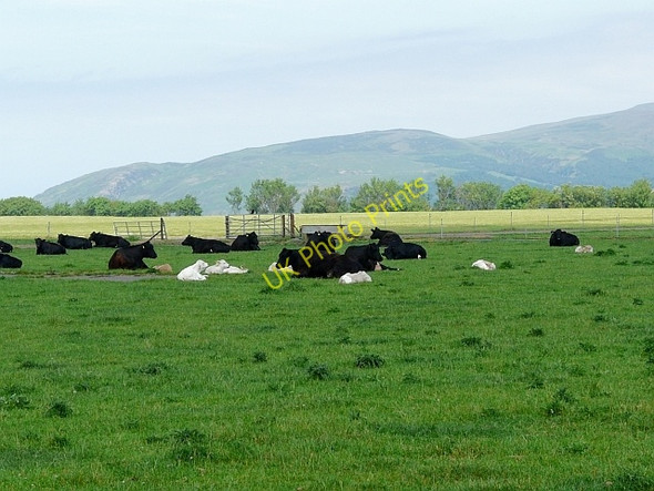 Photo 6"x4" Cows with calves on former RAF base Kirkcolm c2008