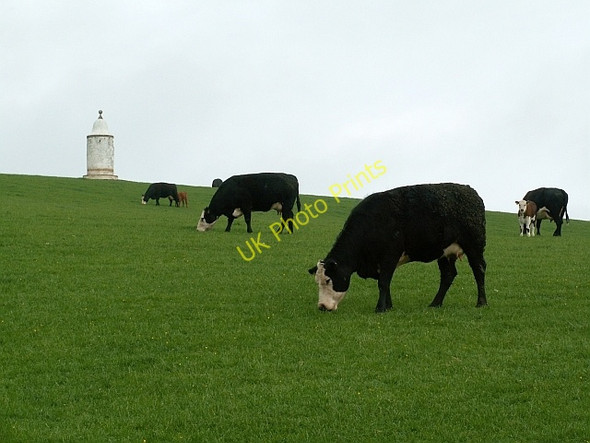 Photo 6"x4" Cows grazing below the Marian Tower Kirkcolm c2008