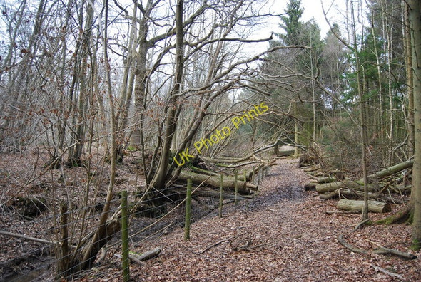 Photo 6"x4" Footpath through Brown's Wood Lamberhurst c2010