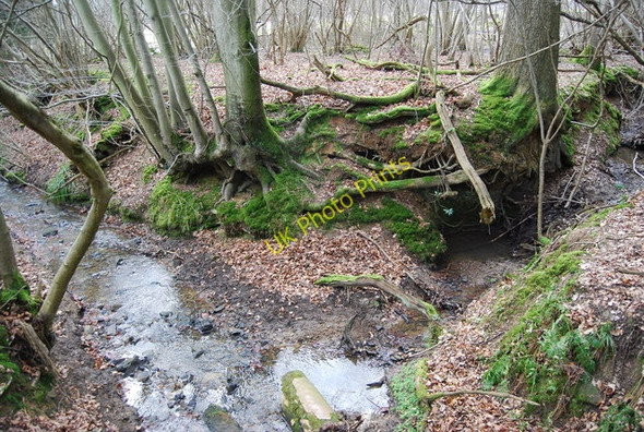 Photo 6"x4" Confluence of small streams, Brown's Wood. Lamberhurst c2010