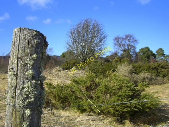 Photo 6"x4" Scrubland near Wester Calrichie Badachonacher c2010