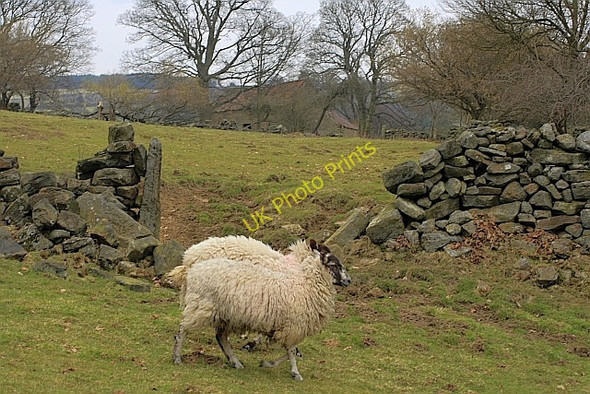 Photo 6"x4" Cow Wath Hagg House Fm\/SE5293 c2010