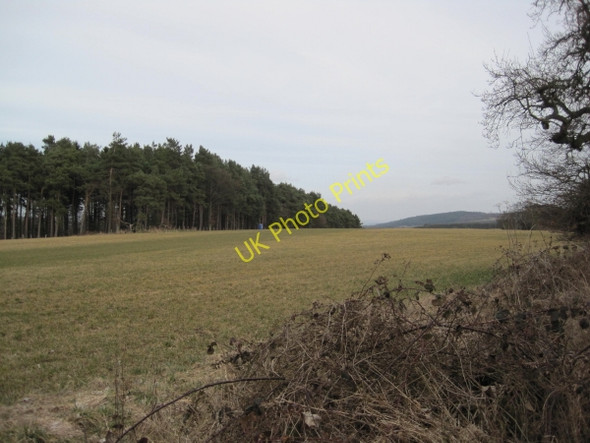 Photo 6"x4" View towards Dipton Wood Slaley\/NY9757 c2010
