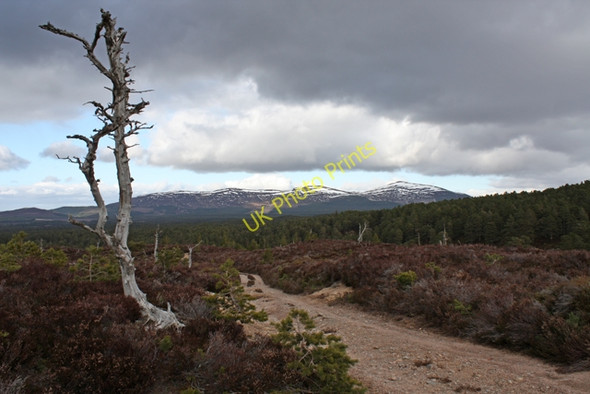 Photo 6"x4" The upper track in Glen Einich Am Beanaidh c2010