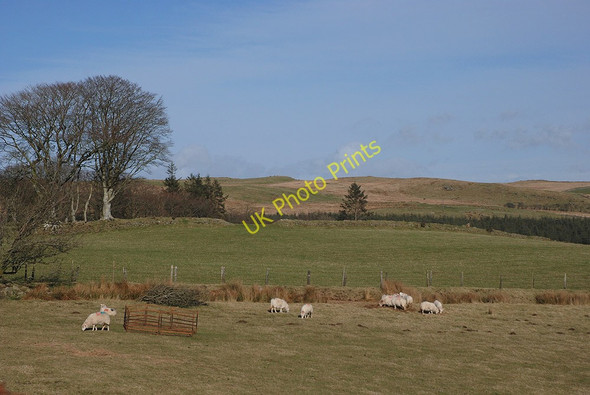 Photo 6"x4" Grazing on Mynydd Bach Trefenter c2010