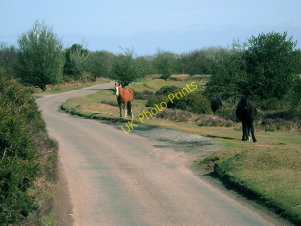 Photo 6"x4" Crowcombe to Bincombe road, with gazing ponies Triscombe c2010