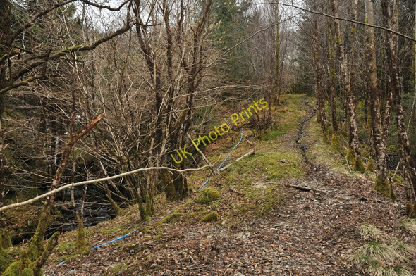 Photo 6"x4" Woodland track near Corrychurrachan Inchree c2010 P1