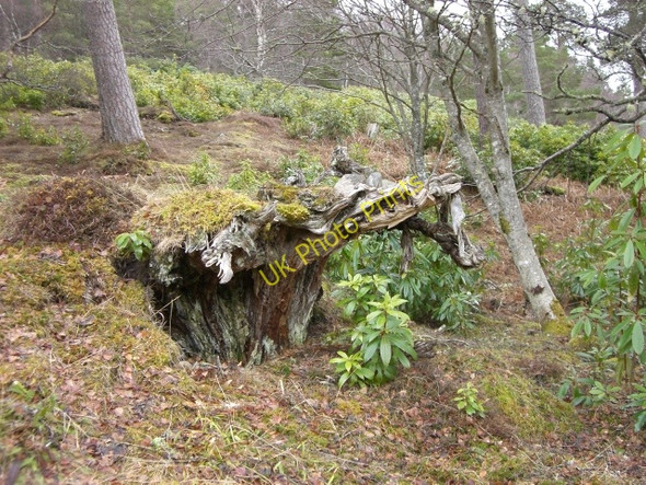 Photo 6"x4" Natural tree sculpture in the woods Gordonbush c2010