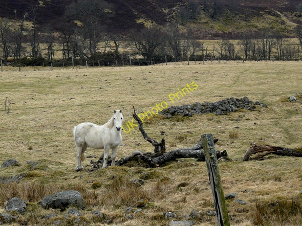 Photo 6"x4" White pony near Balnacoil Balnacoil\/NC8011 c2010