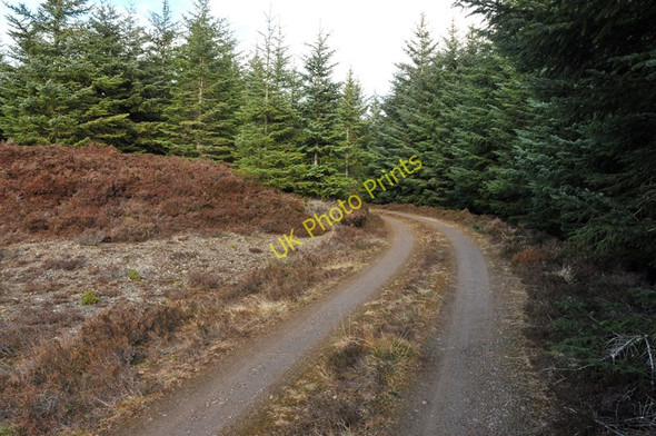 Photo 6"x4" Forest road in Blairmore Estate Ardendrain c2010