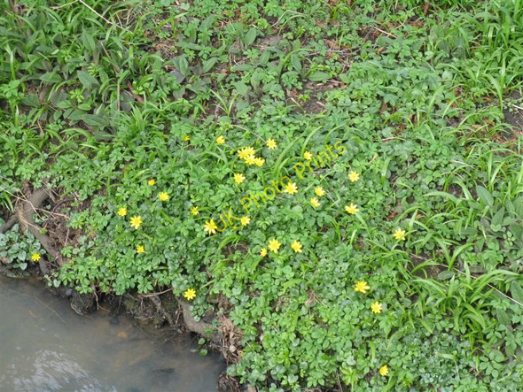 Photo 6"x4" Lesser Celandines by the Letham Burn Haddington\/NT5173 c2010