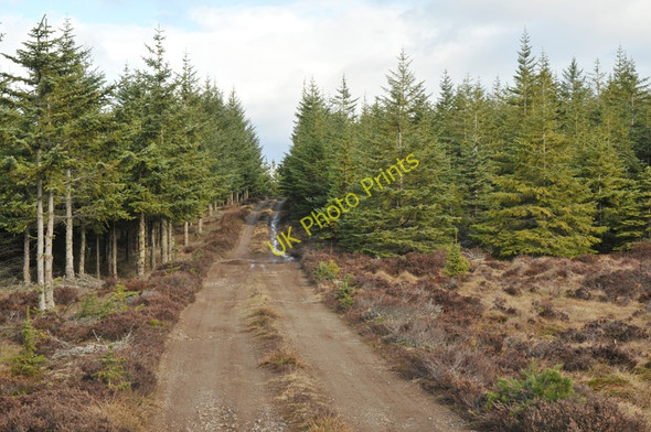 Photo 6"x4" Forest road in Blairmore Estate Ardendrain c2010