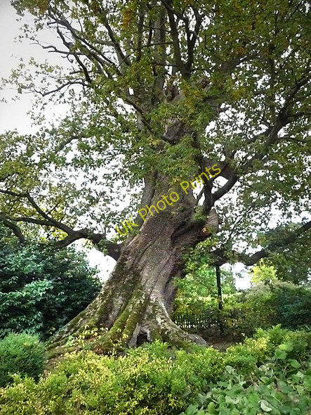 Photo 6"x4" The Vyne, Sherborne St John Cufaude c2009