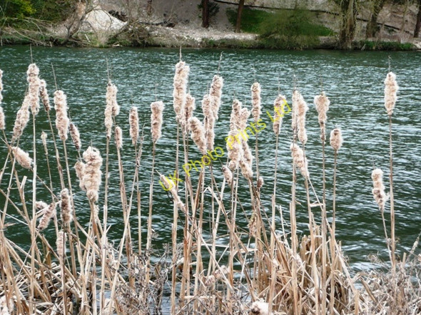 Photo 6"x4" Rushes on the Thames Henley-on-Thames c2008