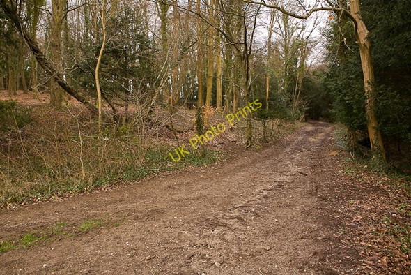 Photo 6"x4" Bridleway enters woodland below B3035 Dean\/SU5619 c2010