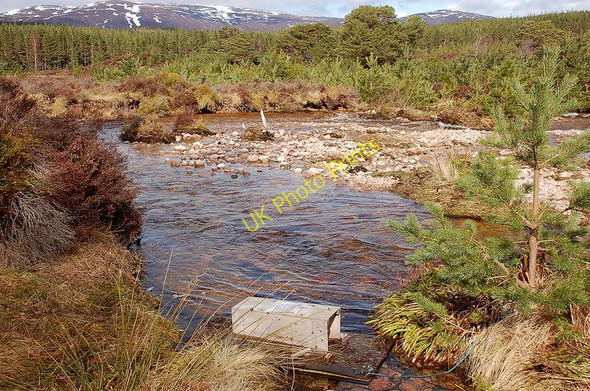 Photo 6"x4" Water vole conservation project, Allt a Mharcaidh Feshiebridge c2010