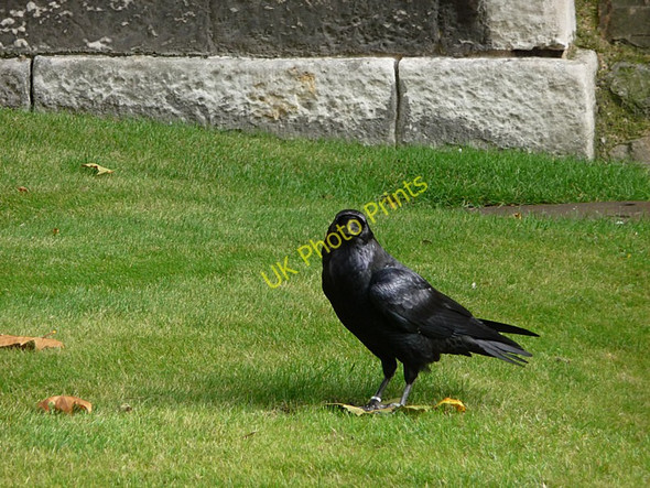 Photo 6"x4" Tower of London, raven London c2009