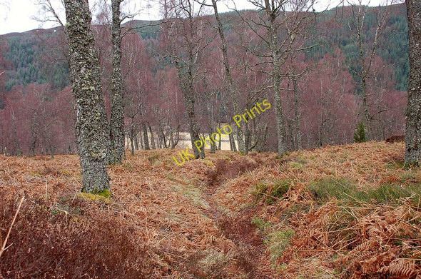 Photo 6"x4" In the Woods of Glentromie Drumguish\/NN7999 c2010