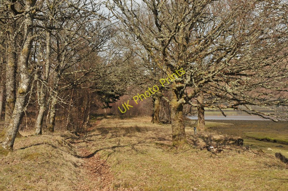 Photo 6"x4" Deciduous trees by the shore of Loch Eil South Garvan c2010