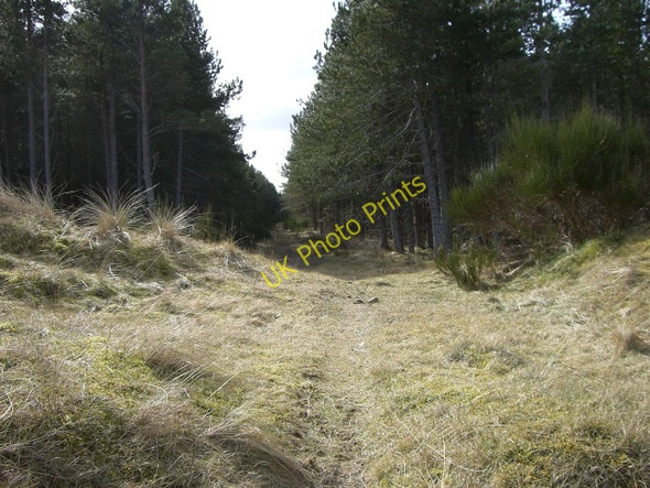 Photo 6"x4" Forestry track Tain\/NH7881 c2010