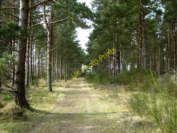 Photo 6"x4" Track through the woods near Pithogarty Tain\/NH7881 c2010