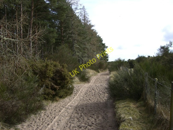 Photo 6"x4" Track between the wood and the Tain golf course Tain\/NH7881 c2010