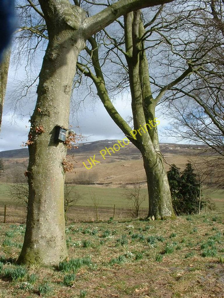Photo 6"x4" Bird box waiting for occupants Cumrew c2010