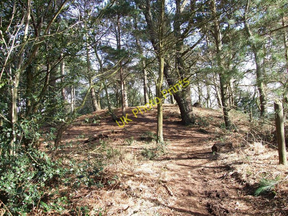 Photo 6"x4" Tumulus, Cannon Hill Plantation Little Canford c2010