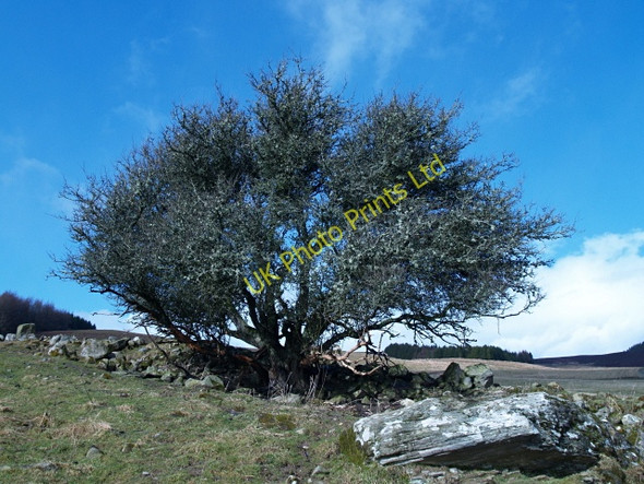 Photo 6"x4" Tree, Brae of Pitcastle Strathtay c2008