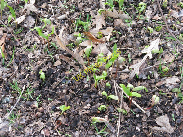 Photo 6"x4" Spring is springing Linlithgow c2010