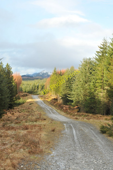 Photo 6"x4" Forest road near Brackletter Kilmonivaig c2010