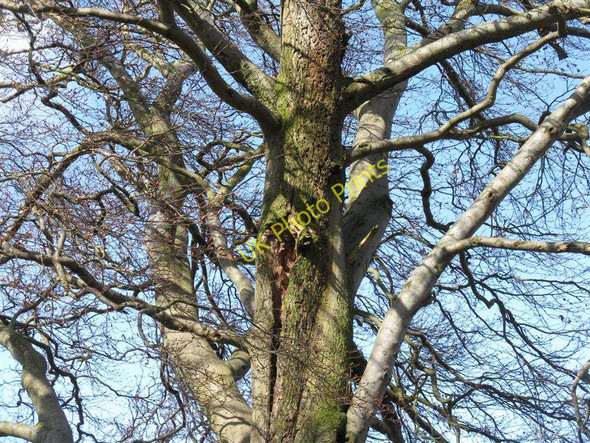 Photo 6"x4" Here be woodpeckers Linlithgow c2010