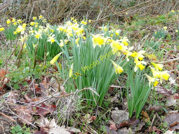 Photo 6"x4" Narcissus pseudonarcissus, wild daffodils Four Oaks\/SO6928 c2010