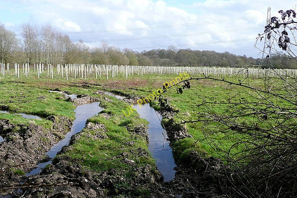 Photo 6"x4" New plantation at Great Danmoor Copse Heckfield c2010