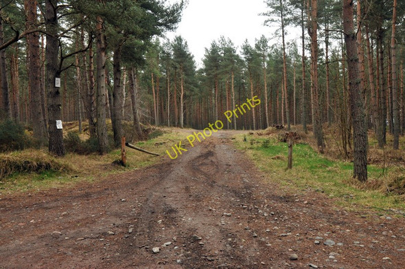 Photo 6"x4" Track into the forest at Carse Wood Ardersier c2010